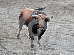 Spanish bull in bullring on spain