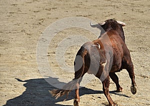 Spanish bull in bullring on spain