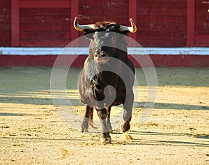 Spanish bull in bullring on spain