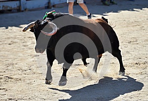 Spanish bull running in the bullring arena
