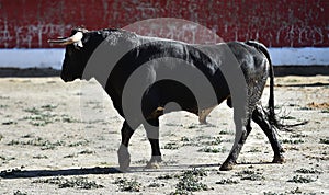 Spanish bull running on a traditional spectacle of bullfight