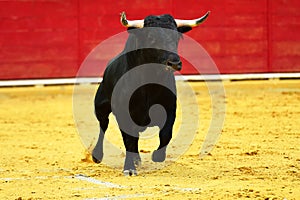 Spanish bull running on a traditional spectacle of bullfight