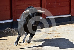 Spanish bull running on a traditional spectacle of bullfight