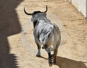 Spanish bull running on a traditional spectacle of bullfight