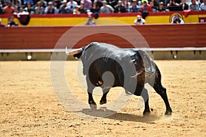 Spanish bull in spanish bullring