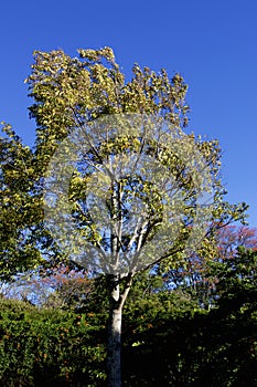 Spanish Cedar Tree  837898 photo