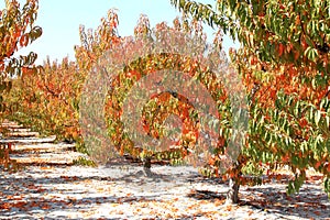 Spanish cherry orchard in autumn, Murcia photo