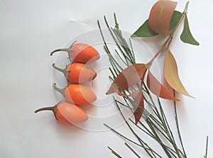 Spanish cherry on white background