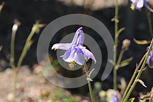 `Spanish Columbine` flower - Aquilegia Hirsutissima