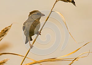 Spanish common sparrow