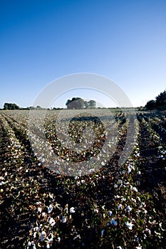 Spanish Cotton Plant Field photo
