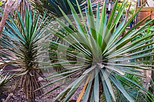 Spanish dagger, also known as faxon yucca, tropical plant specie from the Chihuahuan desert of mexico