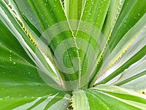 Spanish Dagger Yucca constricta