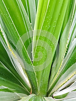 Spanish Dagger Yucca constricta