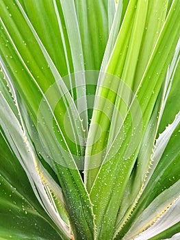 Spanish Dagger Yucca constricta
