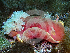 Spanish Dancer Nudibranch