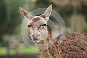 Spanish deer