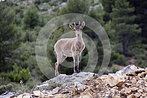 Spanish deer