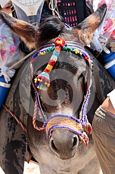 Spanish Donkey on beach in Spain