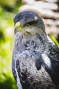 Spanish falcon in a medieval fair raptors