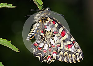 Spanish Festoon