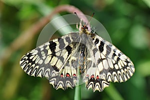 Spanish festoon butterfly Zerynthia rumina