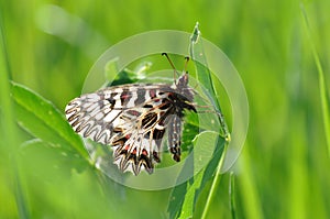 Spanish festoon butterfly Zerynthia rumina