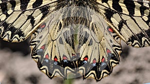 Spanish festoon butterfly Zerynthia rumina