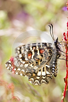 Spanish festoon butterfly (Zerynthia rumina)