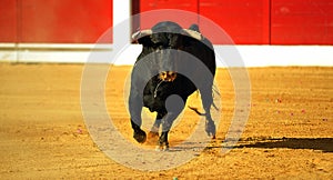 Spanish fighting bull running on a traditional spectacle of bullfight