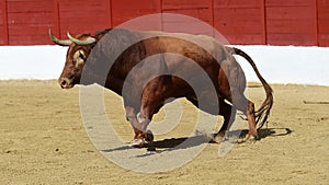 Spanish fighting bull running on a traditional spectacle of bullfight