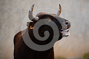 Spanish fighting bull photo