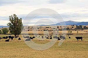 Spanish fighting bulls farm near Valdeprados, Spain photo