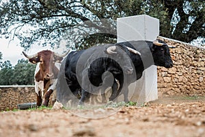 Spanish fighting bulls running