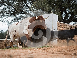 Spanish fighting bulls running
