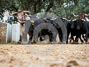 Spanish fighting bulls running