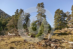 Spanish fir Abies pinsapo in the Sierra de las Nieves national park in Malaga. Spain