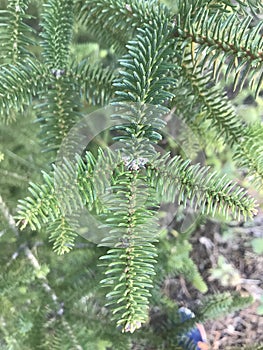 Spanish fir Abies pinsapo in Spain