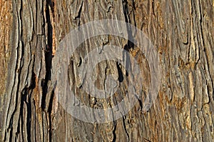 Spanish fir raw wood texture