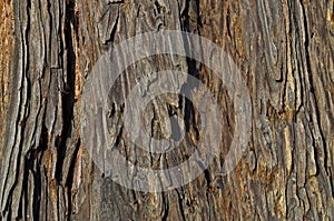 Spanish fir raw wood texture photo