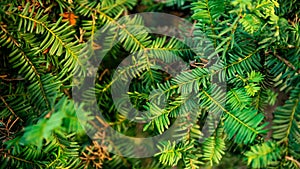 Spanish fir tree branches background. Branch closeup pine tree. Abies pinsapo photo