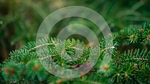 Spanish fir tree branches background. Branch closeup pine tree. Abies pinsapo