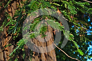 Spanish fir tree leaves photo