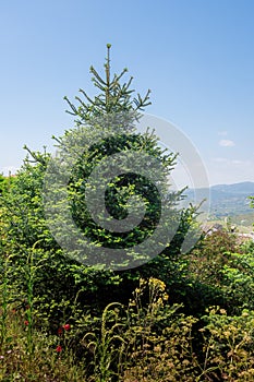 Spanish fir tree or Pinsapos (abies pinsapo) - Zahara de la Sierra, Andalusia, Spain photo