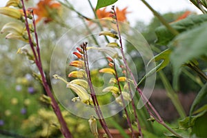 Spanish flag flower vine