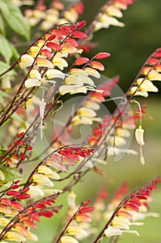 Spanish Flag flowers