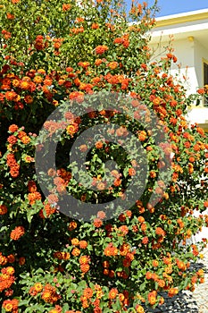 Spanish flag flowers