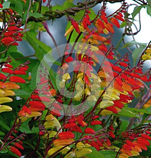 Spanish Flag flowers