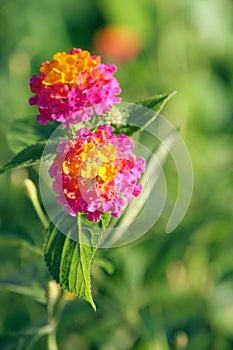 Spanish Flag (Lantana)