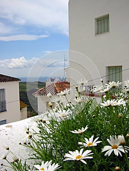 spanish flowers pueblo blanco andalucia photo